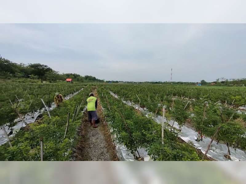 Memasuki Musim Panen, Harga Cabai Merah Besar di Tingkat Petani di Bojonegoro Turun Drastis
