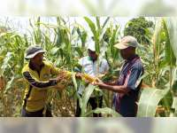 Kesulitan Mencari Pupuk Bersubsidi, Petani di Jenu, Tuban Beralih ke Pupuk RKM