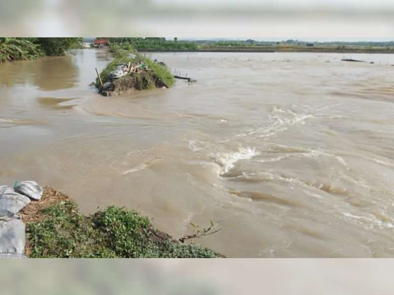 Tanggul Kali Ingas di Kanor, Bojonegoro Jebol, Ratusan Hektare Sawah Tergenang