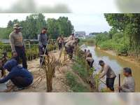 HUT Brimob Ke-77, Personel Eks Brimob Polres Tuban Tanam Pohon di Pantai Mangrove, Jenu