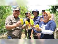 Dirjen Holtikultura Harap Pengembangan Tanaman Buah di Blora Terkonsentrasi