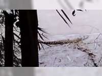Viral, Video Penampakan Seekor Buaya di Sungai Bengawan Solo, Padangan, Bojonegoro