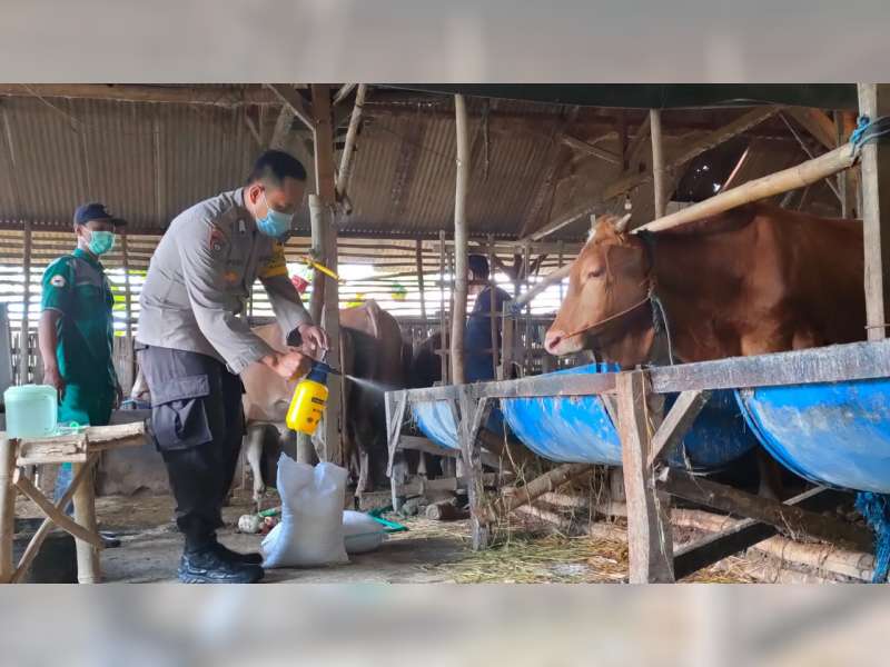 Puluhan Ekor Sapi di Kecamatan Dander, Bojonegoro Mati Terserang Wabah PMK