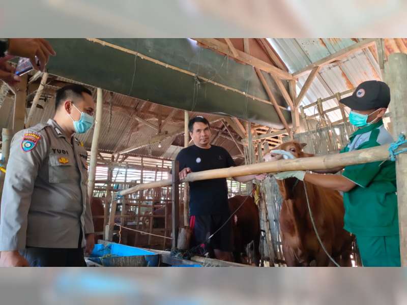 7 Ekor Sapi di Desa Sidobandung, Balen, Bojonegoro, Mati Akibat Terjangkit Wabah PMK