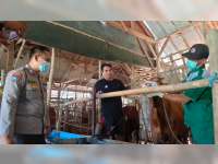 7 Ekor Sapi di Desa Sidobandung, Balen, Bojonegoro, Mati Akibat Terjangkit Wabah PMK