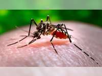 Awal Tahun 2023, 4 Orang Warga Blora Meninggal Akibat DBD