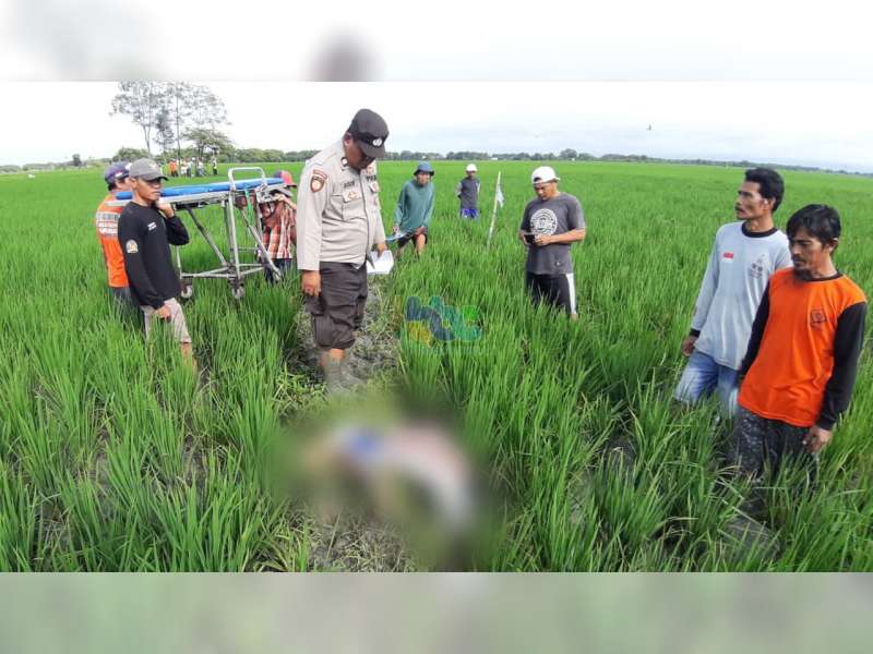 Seorang Petani di Kepohbaru, Bojonegoro Ditemukan Meninggal di Sawah