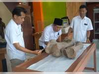 Dua Fosil Gajah Purba Berusia 300 Ribu Tahun Tambah Koleksi Rumah Artefak Blora