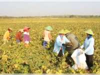 Dampak Kemarau, Petani di Blora Memilih Tanam Kacang Hijau