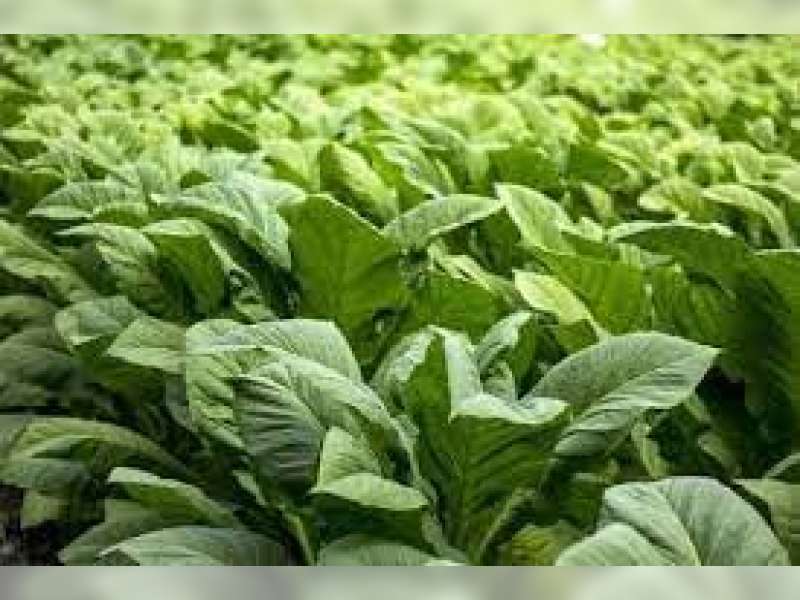 Petani Tembakau Bojonegoro Tolak Keras Pasal Pengamanan Zat Adiktif Tembakau di  RPP Pelaksana UU Kesehatan