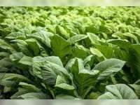 Petani Tembakau Bojonegoro Tolak Keras Pasal Pengamanan Zat Adiktif Tembakau di  RPP Pelaksana UU Kesehatan