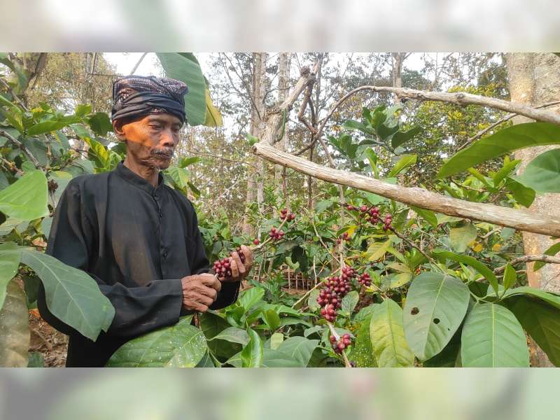Petani Kopi Blora Terus Kembangkan Kopi Jenis Excelsa