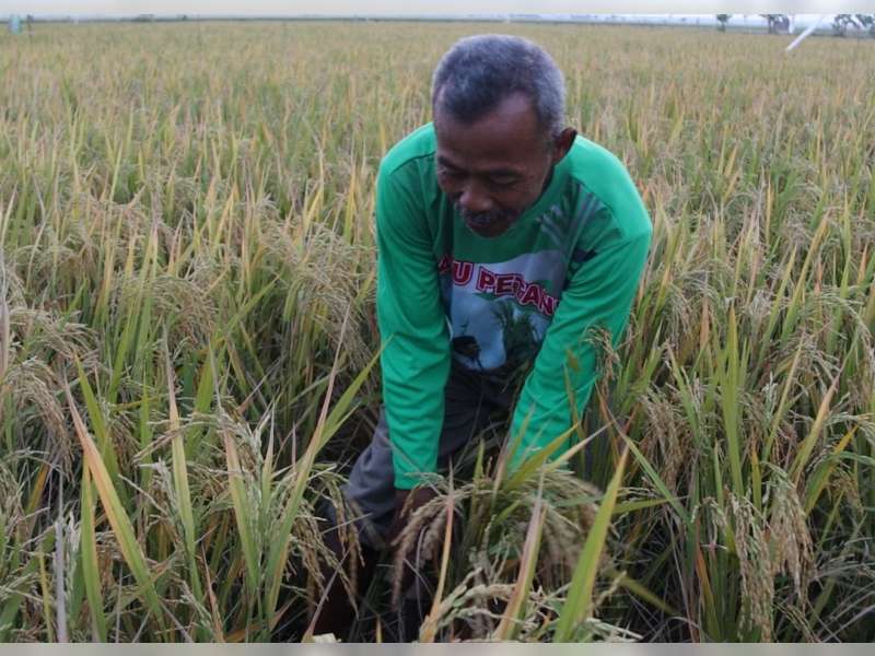 Petani Kedungtuban, Blora Beralih Tanam Padi Organik untuk Jaga Lahan dan Lingkungan