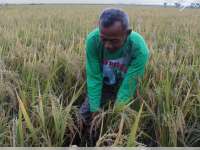 Petani Kedungtuban, Blora Beralih Tanam Padi Organik untuk Jaga Lahan dan Lingkungan