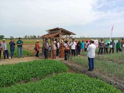 DKPP Bojonegoro Luncurkan Teknologi True Shallot Seed, Hasilkan Panen Bawang Merah Luar Biasa