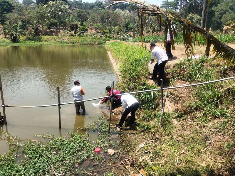 Tingkatkan Produksi Ikan, Disnakkan Bojonegoro Tebar Ratusan Ribu Benih