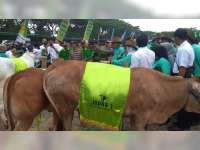 Pemkab Bojonegoro Bakal Gelar Kontes dan Pameran Ternak Sapi Lokal