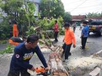 Hujan Disertai Angin Kencang Melanda Blora, Sejumlah Pohon Tumbang