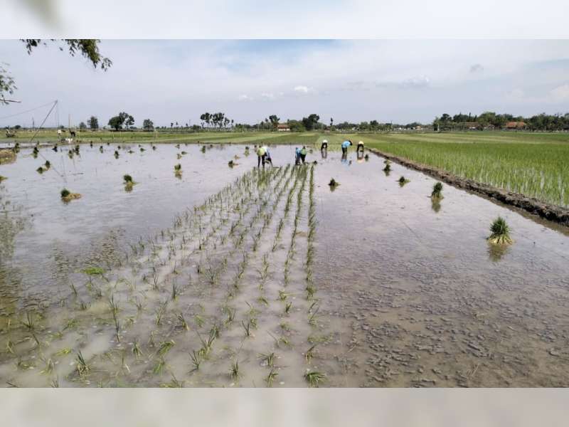 Antisipasi El Nino, BPP Blora Gelar Aksi Gernas Tanam Padi