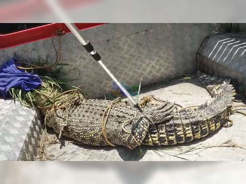 Seekor Buaya Ditemukan di Pinggir Sungai Prudung, Padangan, Bojonegoro