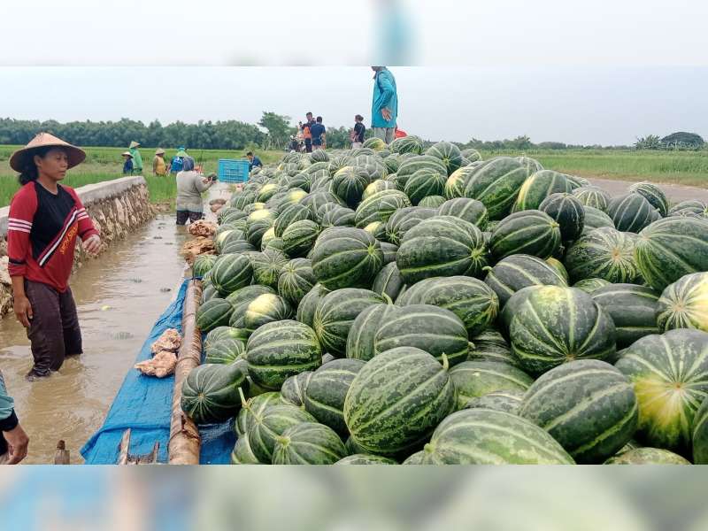Berkah Ramadan, Petani Blewah di Blora Mengaku Untung Besar
