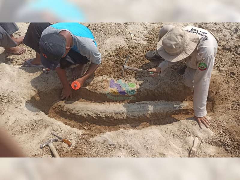 Warga Cepu, Blora Temukan Fosil Gading Gajah Purba di Bantaran Sungai Bengawan Solo