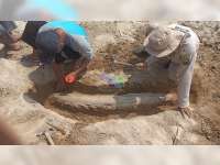 Warga Cepu, Blora Temukan Fosil Gading Gajah Purba di Bantaran Sungai Bengawan Solo