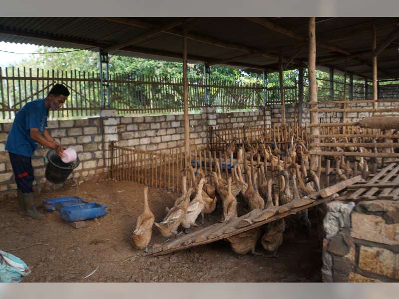 Dukungan SIG Pabrik Tuban, Peternak Bebek Petelur Desa Senori Sukses Kembangkan Usahanya