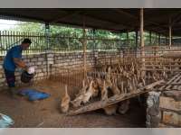 Dukungan SIG Pabrik Tuban, Peternak Bebek Petelur Desa Senori Sukses Kembangkan Usahanya