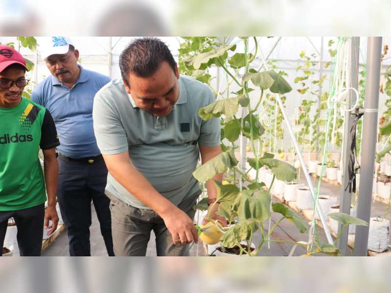 Wisata Petik Melon di Agrowisata Girli Farm Blora, Tak Sampai 5 Hari Sudah Ludes Terjual