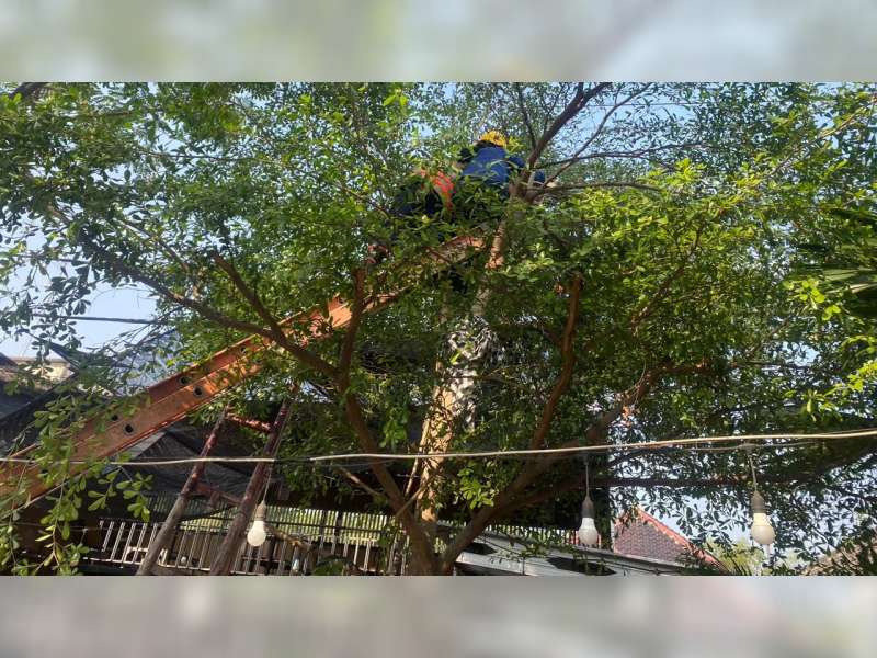 Hendak Potong Pohon, Warga Balen, Bojonegoro Meninggal Tersengat Listrik