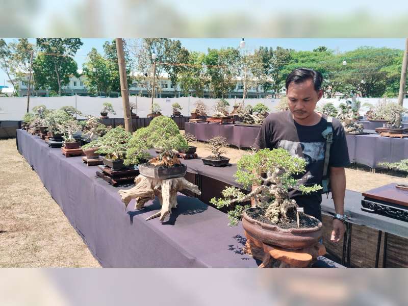 Berbagai Jenis Bonsai Unik Hiasi Pameran dan Kontes ‘Piala Alugoro Cup’ di Blora