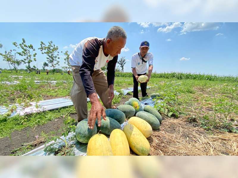 Petani Sekitar Lapangan Minyak Banyu Urip di Bojonegoro Raup Untung Berlipat dari Panen Semangka