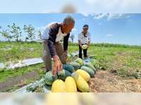 Petani Sekitar Lapangan Minyak Banyu Urip di Bojonegoro Raup Untung Berlipat dari Panen Semangka