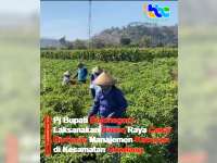 Pj Bupati Bojonegoro Laksanakan Panen Raya Cabai Berbasis Manajemen Kawasan