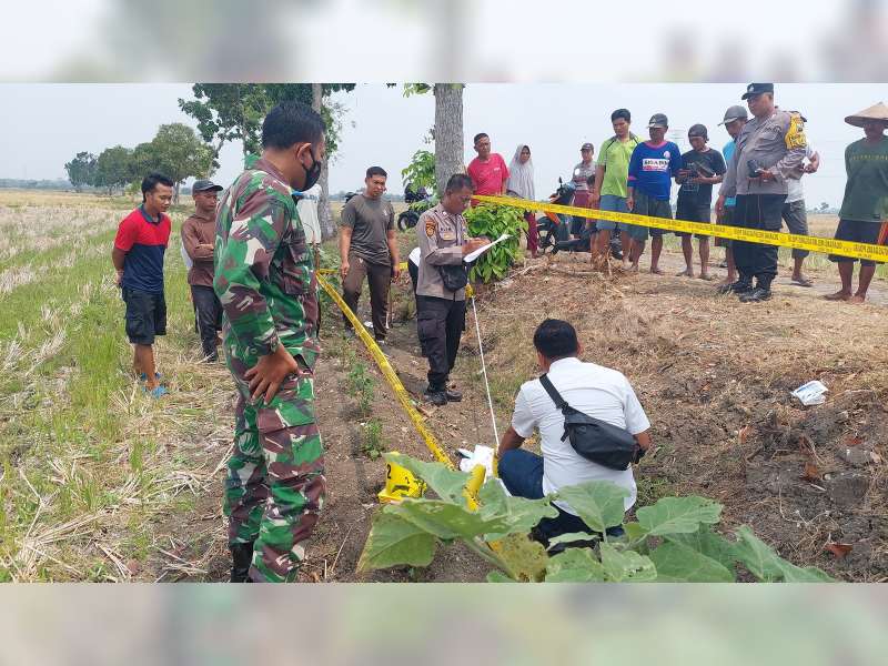 Sesosok Mayat Bayi Laki-laki Ditemukan di Area Persawahan Kapas, Bojonegoro