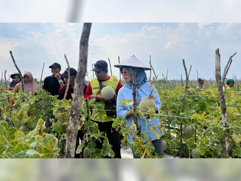 Panen Melon Pertanian Organik, Cawabup Bojonegoro Nurul Azizah Siapkan Program Kartu Petani Maju