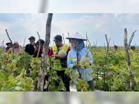 Panen Melon Pertanian Organik, Cawabup Bojonegoro Nurul Azizah Siapkan Program Kartu Petani Maju