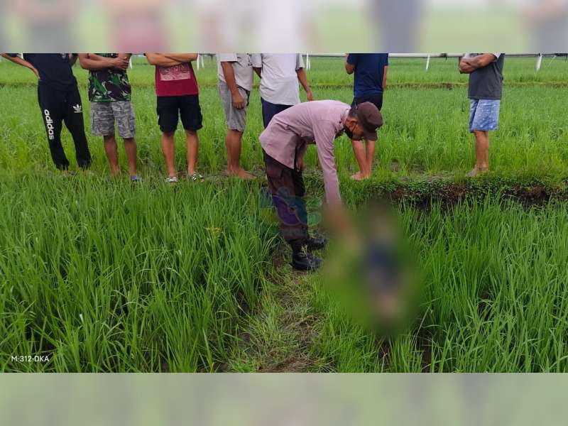 Warga Kalitidu, Bojonegoro, Meninggal Akibat Tersengat Listrik Jebakan Tikus di Sawah