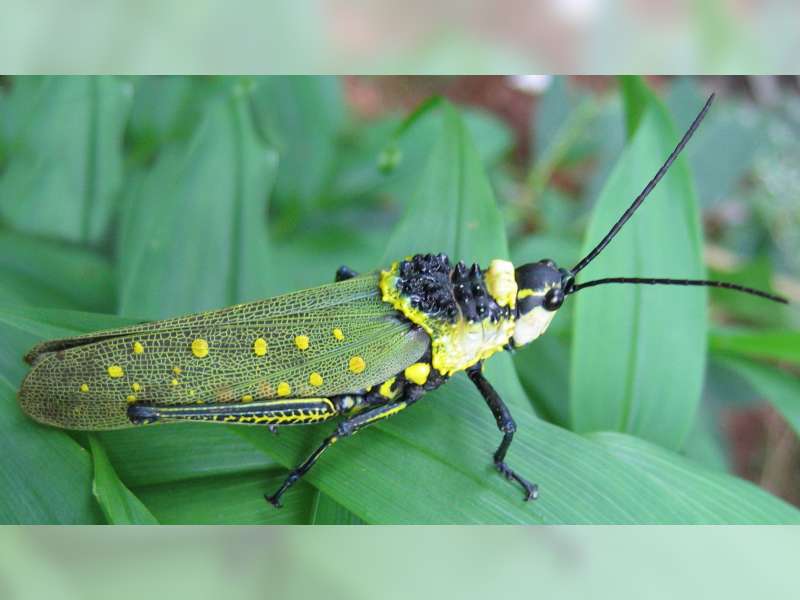 Diduga Keracunan Usai Makan Belalang, Pemuda asal Ngasem, Bojonegoro Meninggal
