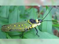 Diduga Keracunan Usai Makan Belalang, Pemuda asal Ngasem, Bojonegoro Meninggal