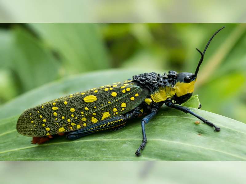 Satu Lagi, Warga Ngasem, Bojonegoro Meninggal Akibat Keracunan Usai Makan Belalang
