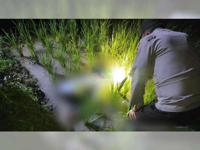 Seorang Petani di Bubulan, Bojonegoro Ditemukan Meninggal di Sawah
