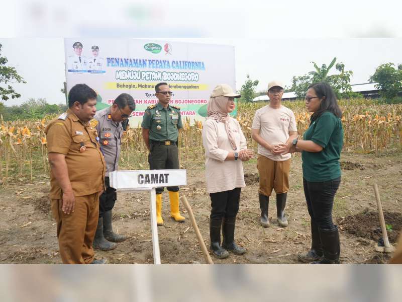 Pemkab Bojonegoro Gandeng PT Sewu Segar Nusantara untuk Budidaya Pepaya California di Malo