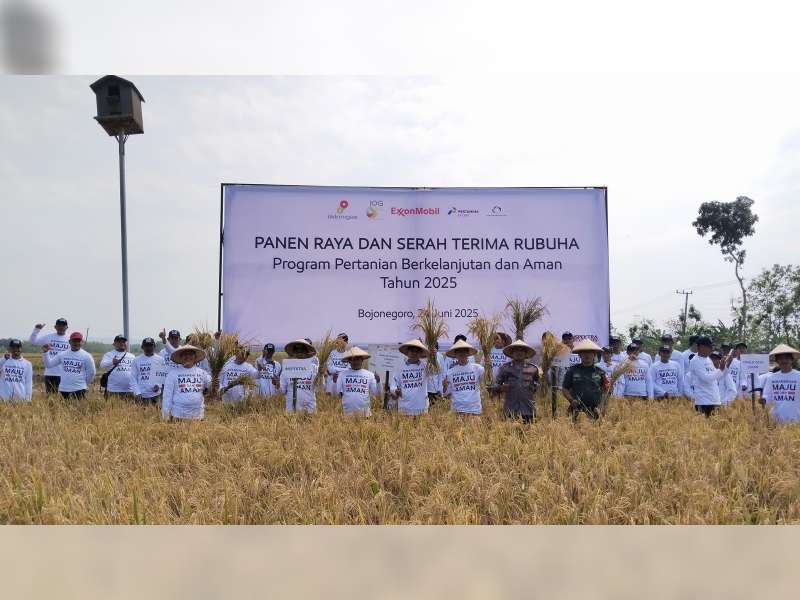 Petani Bojonegoro Panen Raya, Harapan Baru Redam Tikus dan Hemat Biaya
