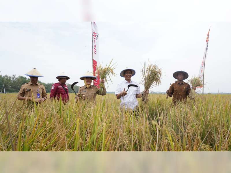Tahun Depan, Bojonegoro Bertekad Jadi Produsen Padi Terbesar Kedua di Jawa Timur