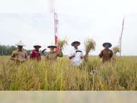 Tahun Depan, Bojonegoro Bertekad Jadi Produsen Padi Terbesar Kedua di Jawa Timur