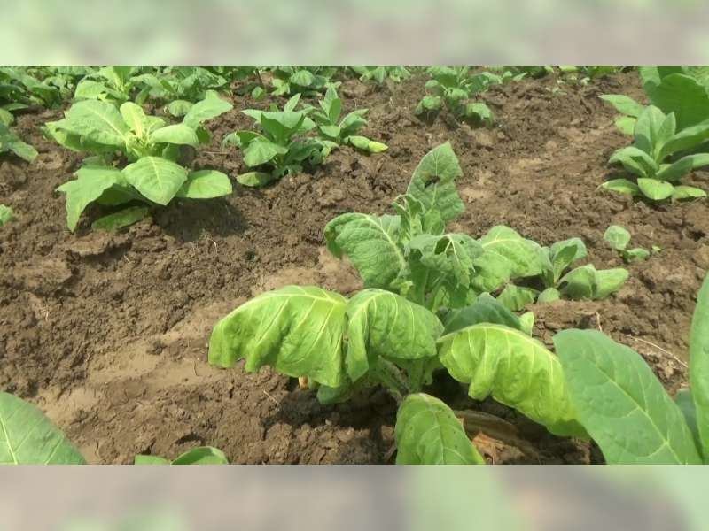Diguyur Hujan, Puluhan Hektare Tanaman Tembakau Petani di Bojonegoro Banyak yang Mati