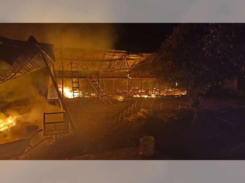 Kandang Ayam di Ngraho, Bojonegoro Terbakar, 17 Ribu Ayam Turut Terbakar, Kerugian Rp 922 Juta