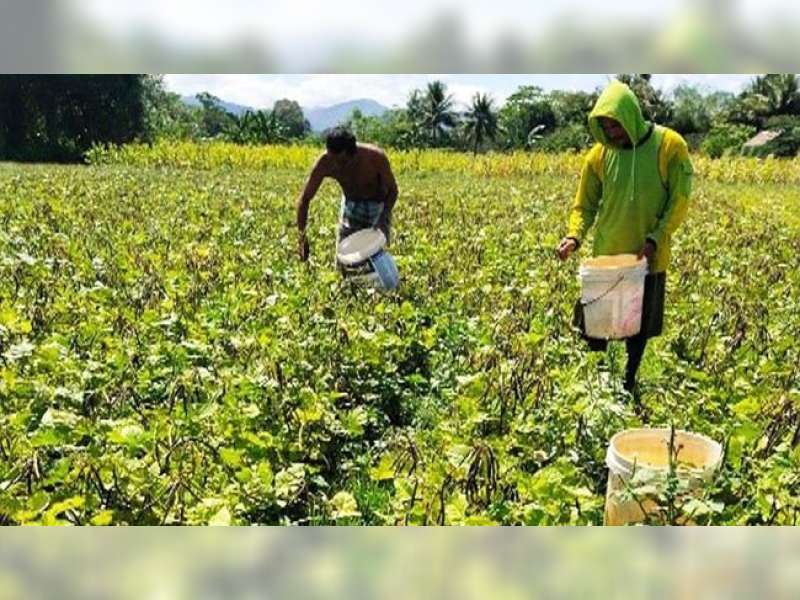 Tanam Kacang Hijau Musim Kemarau, Petani di Bojonegoro Raup Hasil Menguntungkan